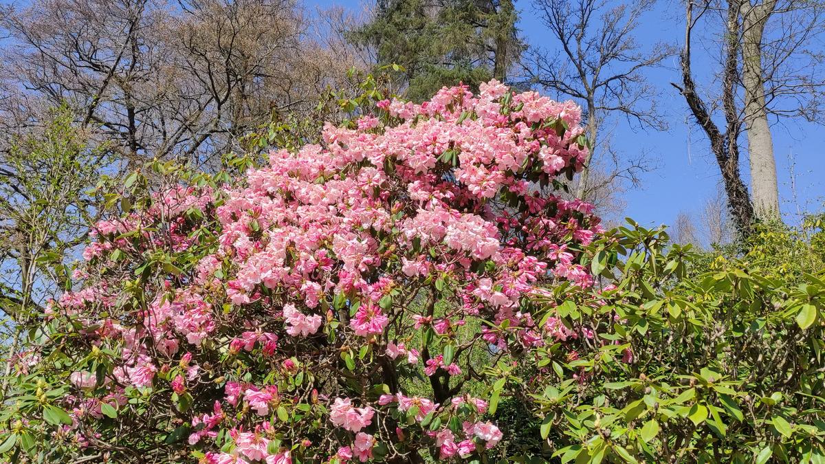 Why Every Family Needs a Wildlife Garden (And How to Cultivate One This Spring)