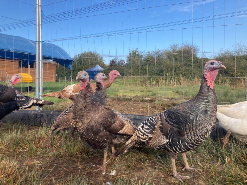 Bronze Winchester Poultry Farm & Livestock