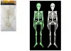 Glow In The Dark Skeleton 4ft