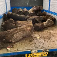 Log Removal