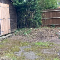 Shed Clearance