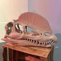 Travelling Dinosaur Museum