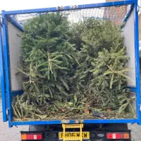 Christmas Tree Collection