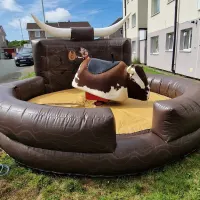 Rodeo Bull Hire