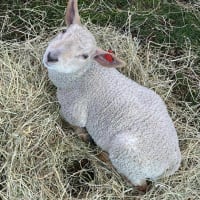 2 Hours Full Farm Package