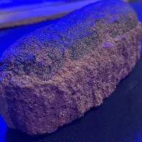 Travelling Dinosaur Museum