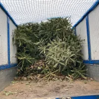 Christmas Tree Collection