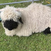 Baby Lamb And Sheep Visit