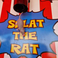 Splat The Rat Side Stall