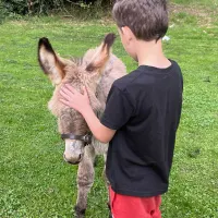 Donkey Visit