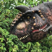 Carnotaurus