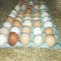 Chicken Free Range Eggs