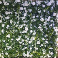 Green / White Flowers