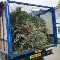 Christmas Tree Collection