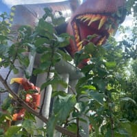 T Rex Bouncy Castle With Front Slide