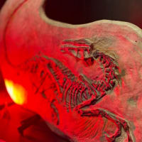 Travelling Dinosaur Museum