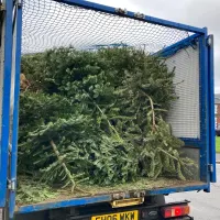 Christmas Tree Collection