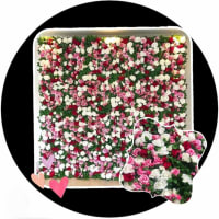 Flower Walls