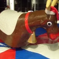 Rodeo Reindeer