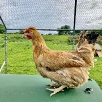 Crested Cream Legbar