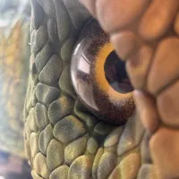 Bramble The Dinosaur