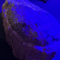 Travelling Dinosaur Museum