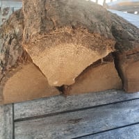 Kiln Dried Oak Bag