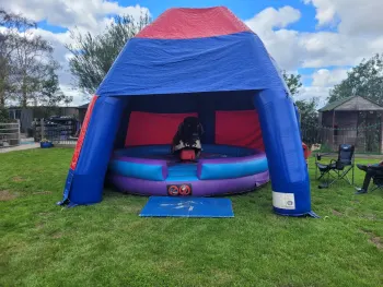 Why Mechanical Bulls Are So Popular For Parties