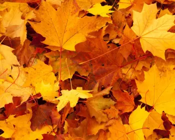 Autumn And Winter Event Hire Across The West Midlands