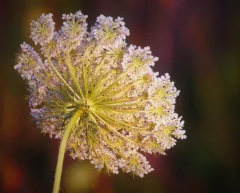 Taylors Skip Hire - Helping You Transform Your Garden