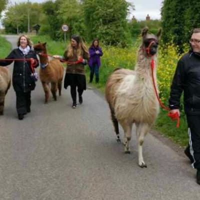 Llama And Alpaca Walks