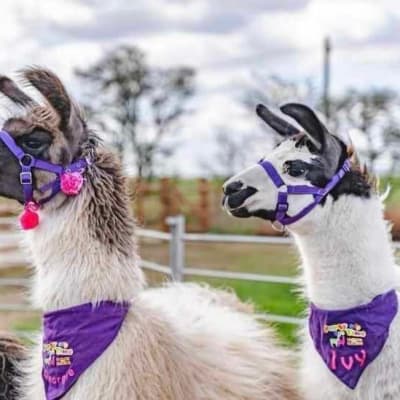 Llama And Alpaca Walks