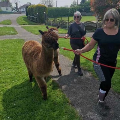 Llama And Alpaca Walks