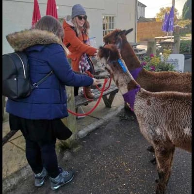 Llama And Alpaca Walks