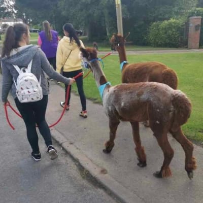 Llama And Alpaca Walks