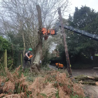 Roro Skip And Wood Removals