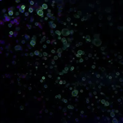 Uv Bubble Hire