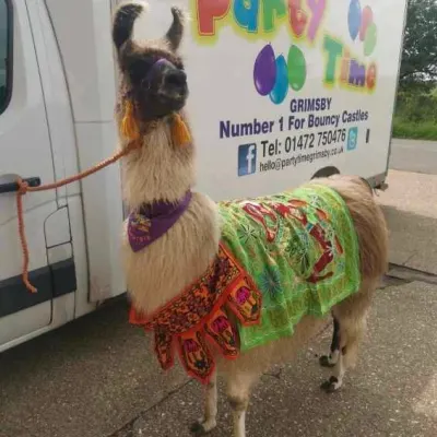 Llama And Alpaca Walks