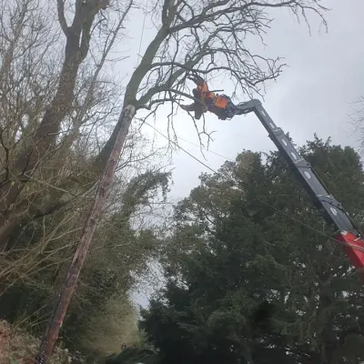 Waste Wood Removal With Cherry Picker