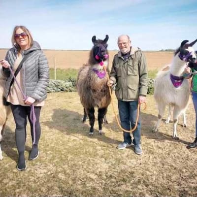 Llama And Alpaca Walks