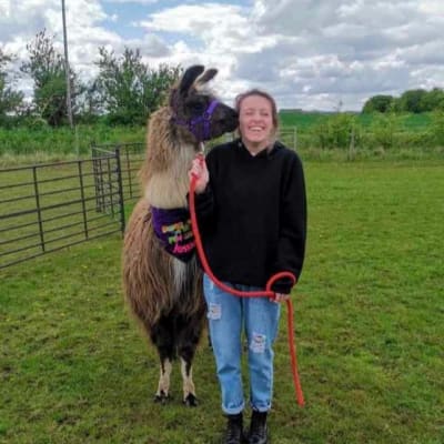 Llama And Alpaca Walks