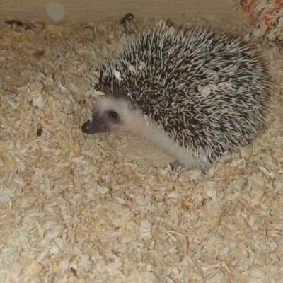 Animal Gallery
