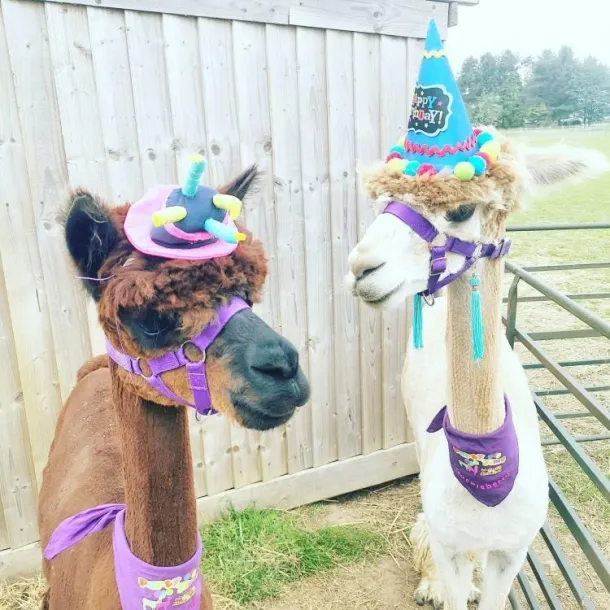 Llamas And Alpacas Experience