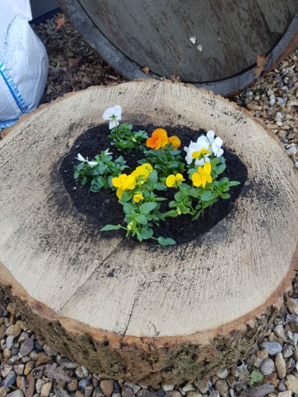 Ash Planter