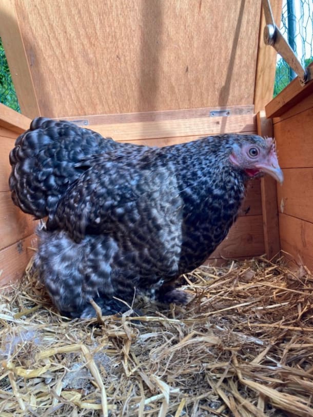 Grey And White Speckled Pekin Bantam
