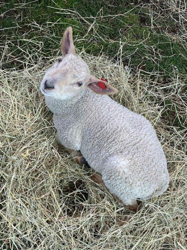 Baby Lamb And Sheep Visit