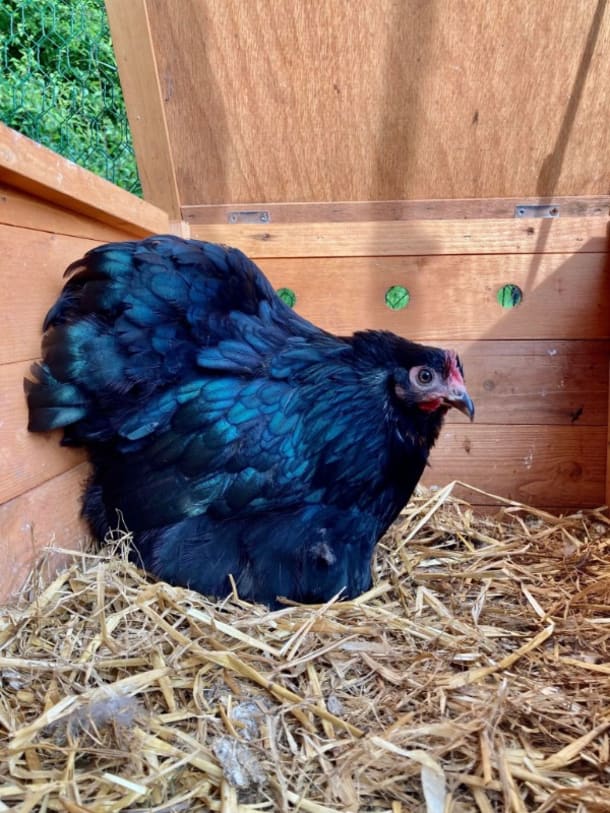 Black And Turquoise Marble Bantam