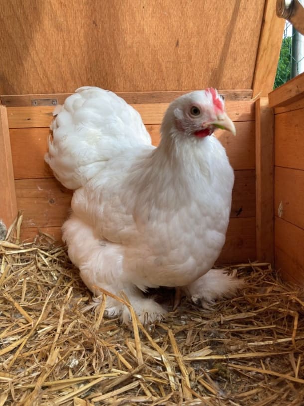 Pure White Pekin Bantam