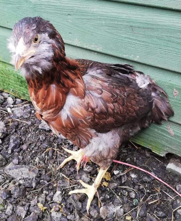 Aruacana Bantam Olive Egg Layer