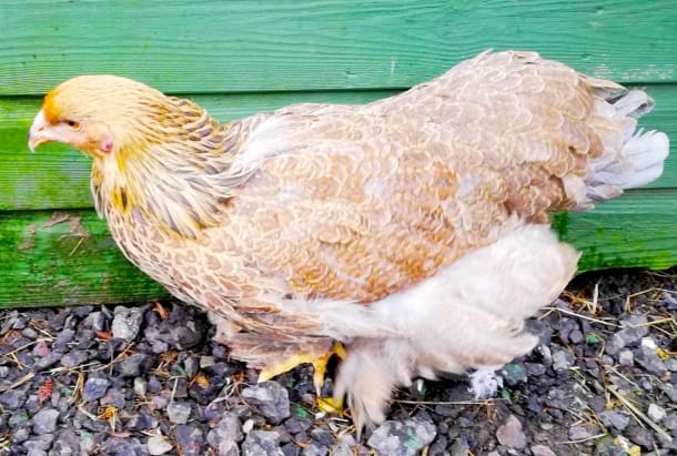 Blue-laced Brahma